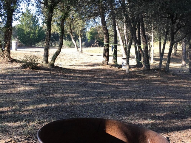 Arboles en campo las banderas
